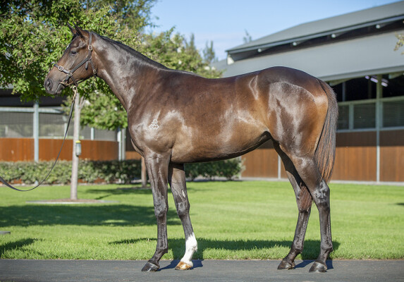 Lot 127: Snitzel / Summerland (GB)