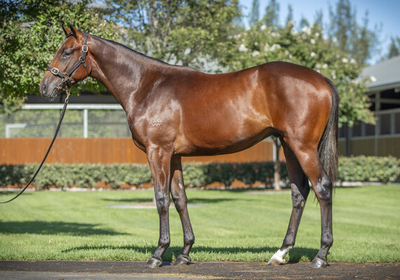 Lot 130: Dundeel (NZ) / Super Cash