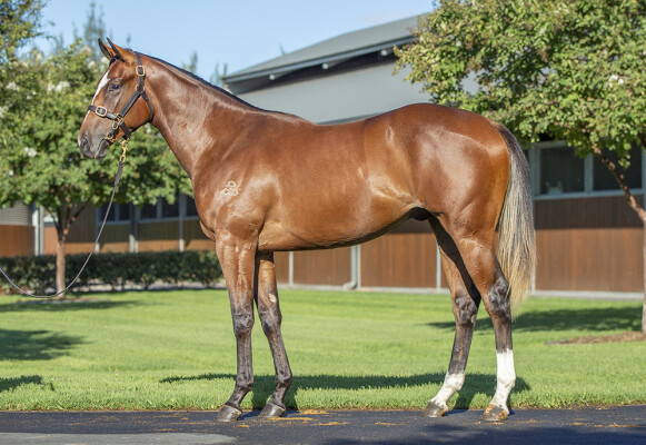 Lot 137: Dundeel (NZ) / Tap This