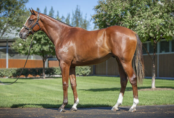 Lot 139: Maurice (JPN) / Tattooist