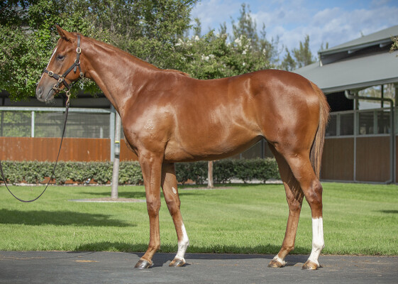 Lot 144: The Autumn Sun / Tenacious (JPN)