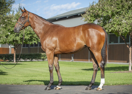 Lot 152: Maurice (JPN) / Tides