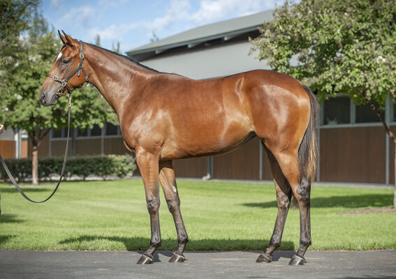 Lot 154: Dundeel (NZ) / Timeless Choice