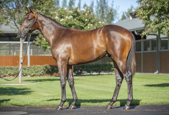 Lot 157: Hitotsu / Top Cuban