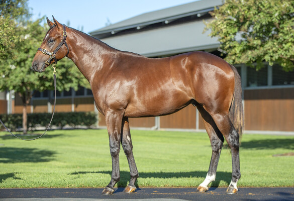 Lot 164: The Autumn Sun / Tuudelu