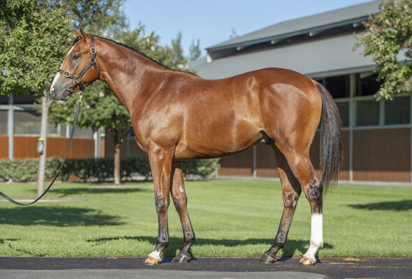 Lot 168: Maurice (JPN) / Valalie