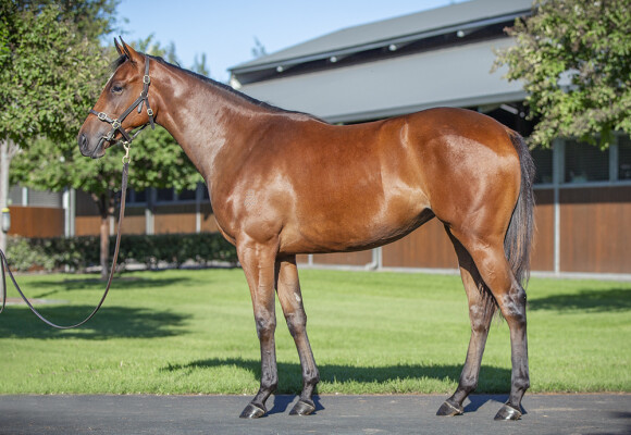 Lot 169: Dundeel (NZ) / Veranskova