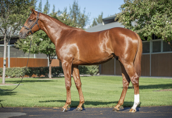 Lot 176: Gun Runner (USA) / Violenza (USA)