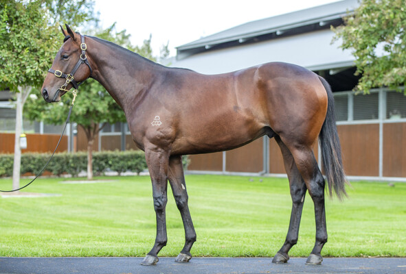 Lot 186: Dundeel (NZ) / Winter Freeze