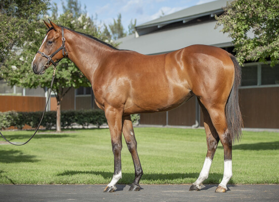 Lot 197: Castelvecchio / Zurla