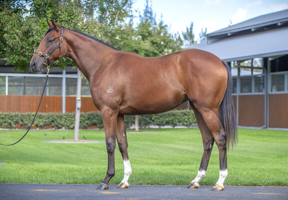 Lot 199: Maurice (JPN) / Abbey Marie