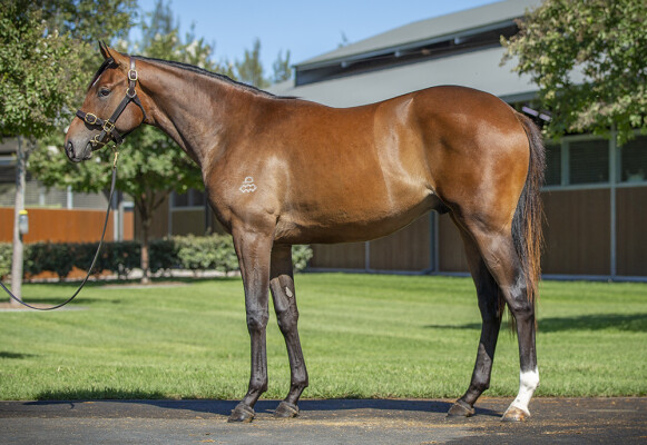 Lot 206: Admire Mars (JPN) / Aliyana Tilde