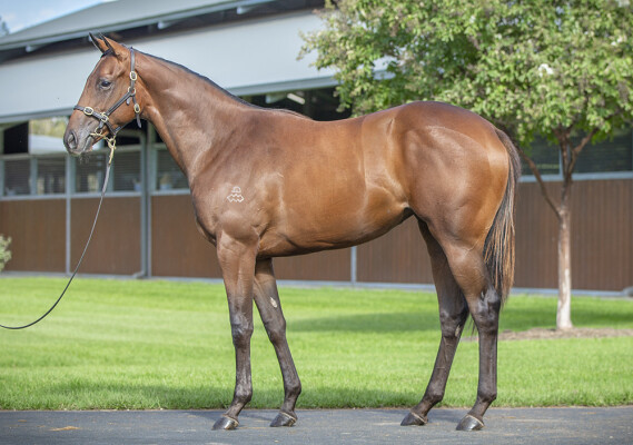 Lot 209: The Autumn Sun / All That Jazz (SAF)