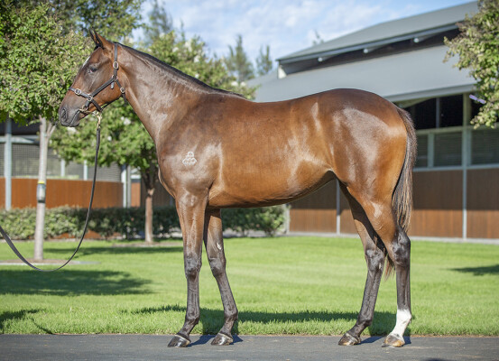 Lot 221: Maurice (JPN) / Archanna