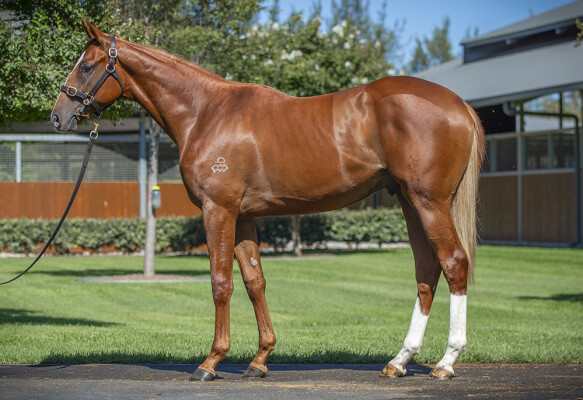 Lot 230: Gun Runner (USA) / Been Studying Her (USA)