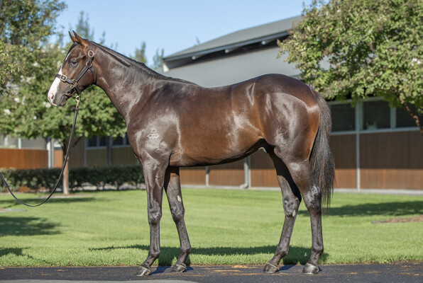 Lot 234: The Autumn Sun / Bonny Gold (JPN)