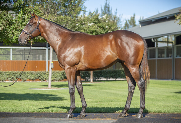 Lot 241: Snitzel / C'Est Beau la Vie