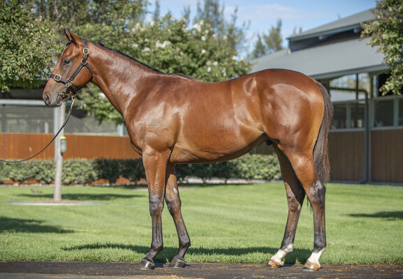 Lot 256: Snitzel / Clearly (GB)