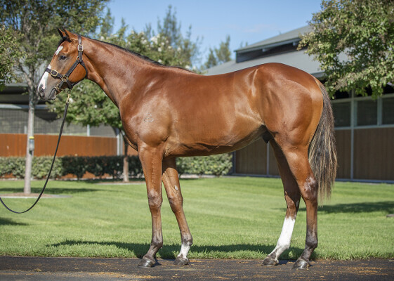 Lot 260: Dundeel (NZ) / Courchevel