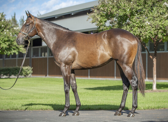 Lot 263: Snitzel / Dalt Vila (JPN)