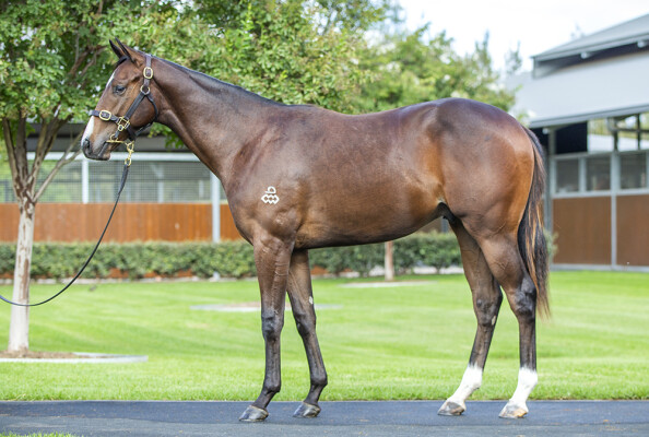 Lot 274: Kingman (GB) / Dubai Blue (USA)