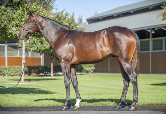 Lot 276: Dundeel (NZ) / Dulzura