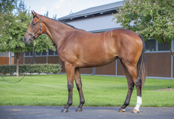 Lot 277: Dundeel (NZ) / Earth Angel