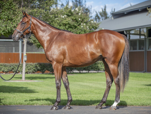 Lot 278: Frankel (GB) / Easy Silence (USA)