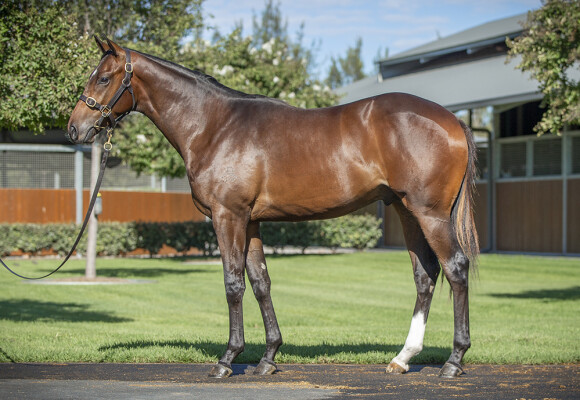 Lot 280: Castelvecchio / Edgy Style (JPN)