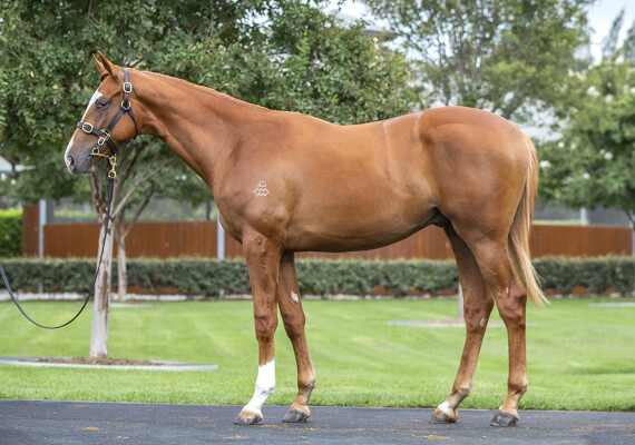 Lot 296: Gun Runner (USA) / Eulogy (USA)