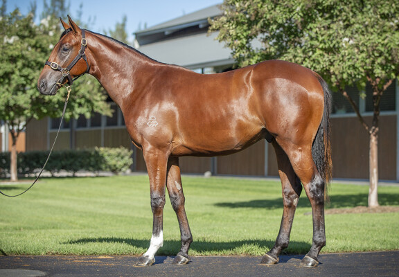 Lot 313: Maurice (JPN) / Final Thought (IRE)