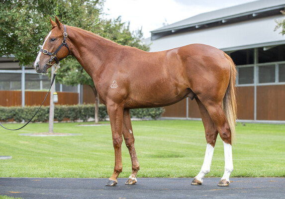 Lot 315: Maurice (JPN) / Fjord