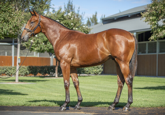 Lot 317: Maurice (JPN) / Flying Evelyn