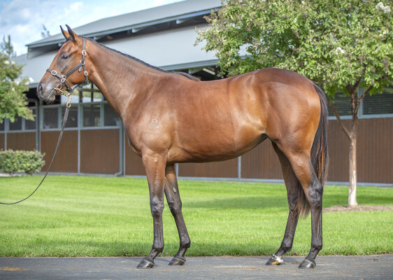 Lot 323: Dundeel (NZ) / Game of Thorns