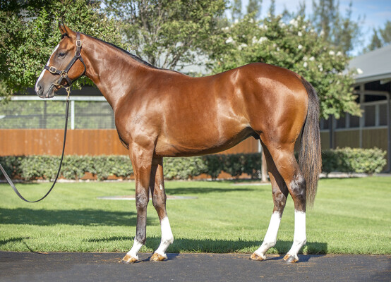 Lot 338: Dundeel (NZ) / High Fashion