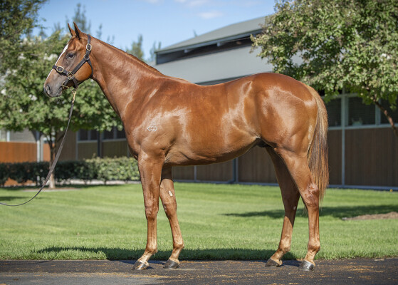 Lot 342: Snitzel / I am Queen