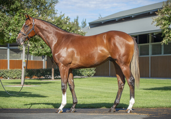 Lot 349: Dundeel (NZ) / In a While