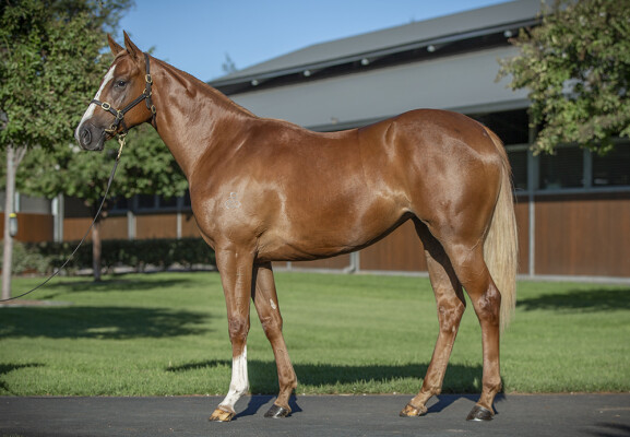 Lot 369: Snitzel / Kiku