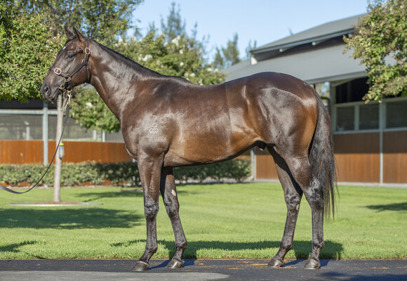 Lot 382: Pinatubo (IRE) / Lady War Machine (USA)