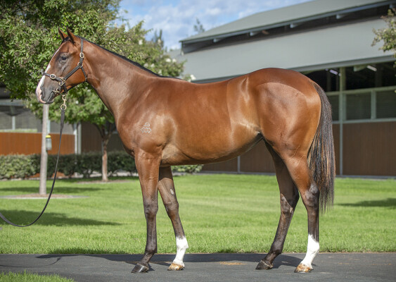 Lot 383: Snitzel / Laguna Azzurra (JPN)