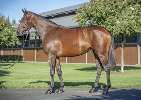 Lot 431: Dundeel (NZ) / Miravalle
