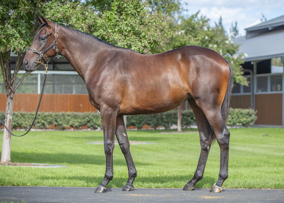 Lot 444: The Autumn Sun / Missybeel (NZ)