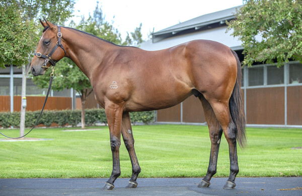 Lot 451: Snitzel / Ms Bad Behavior (CAN)
