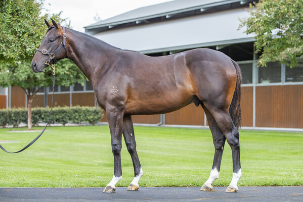 Lot 470: Dundeel (NZ) / Noire