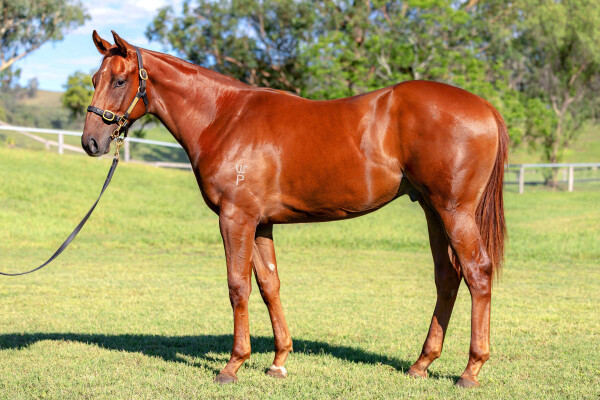 Lot 65: Capitalist / Savourer