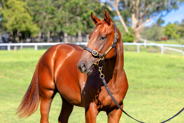 Lot 65: Capitalist / Savourer