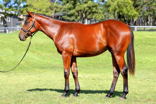 Lot 189: So You Think (NZ) / Xanadu (NZ)