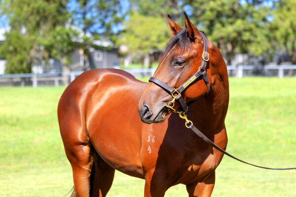Lot 189: So You Think (NZ) / Xanadu (NZ)