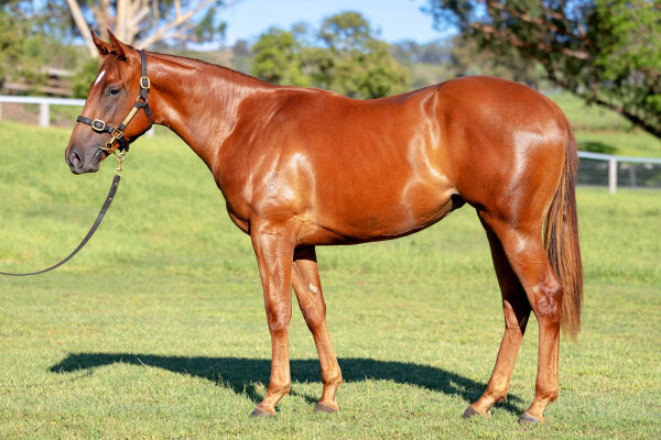 Lot 202: Snitzel / Acqume