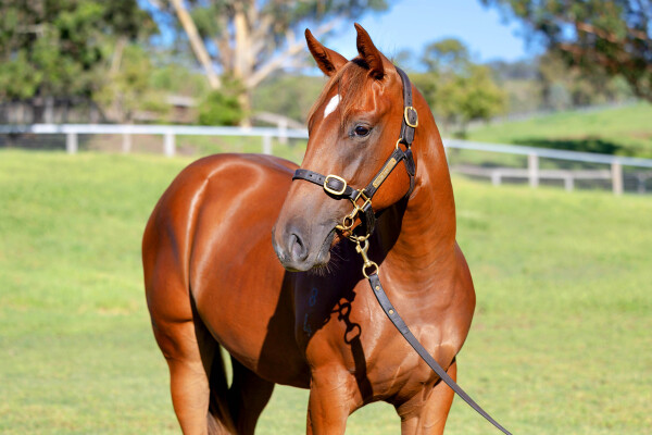 Lot 202: Snitzel / Acqume